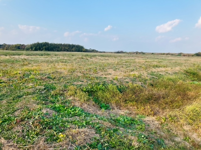 乙女新田　塩田跡地